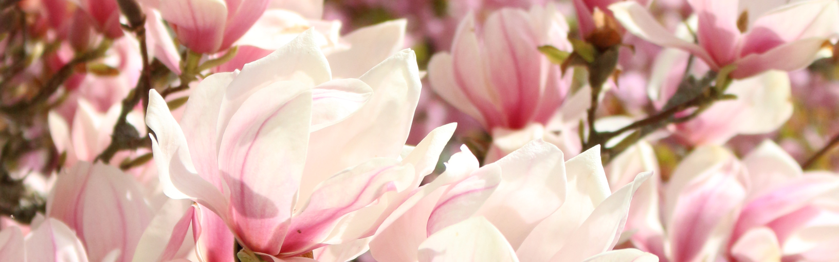 Garne zum Stricken, Häkeln und Filzen in bester Qualität LANA GROSSA<br> Wolle & Garne