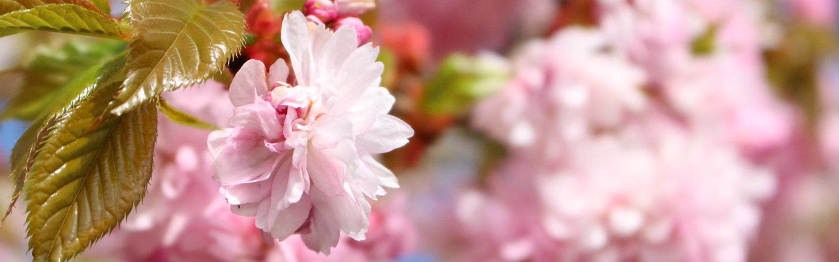 HOCHWERTIGE QUALITÄT & KREATIVES STRICKDESIGN Modellpakete<br>