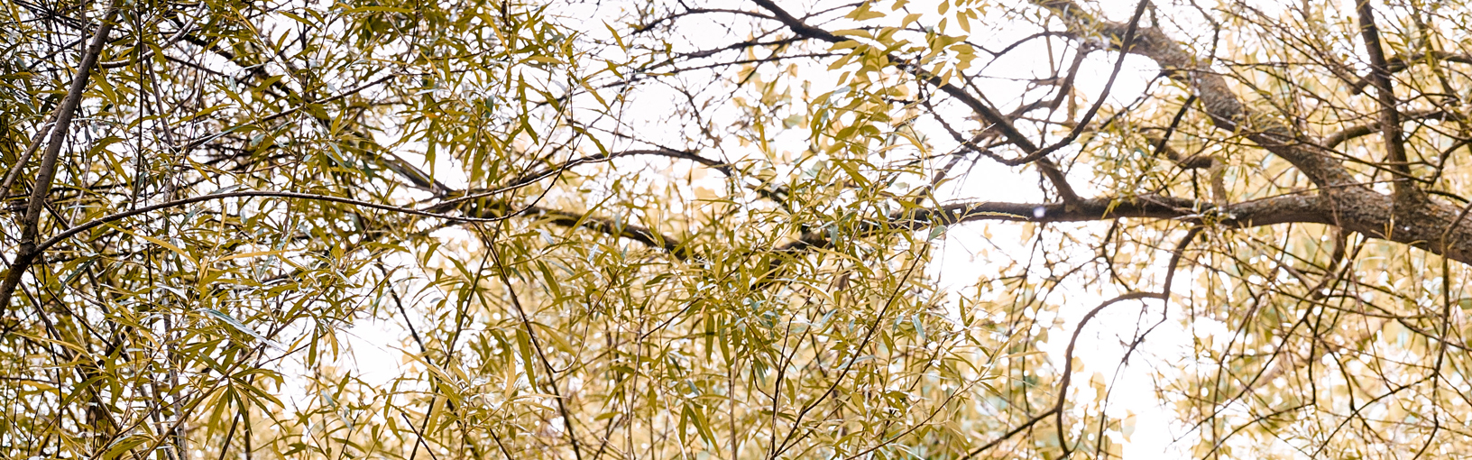 Garne zum Stricken, Häkeln und Filzen in bester Qualität LANA GROSSA<br> Wolle & Garne