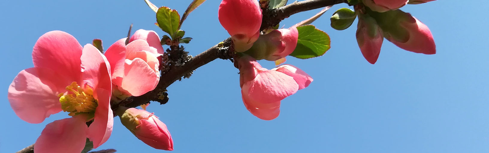 INNOVATIV, ERGONOMISCH – HÖCHSTE QUALITÄT Lana Grossa Nadeln | RUNDSTRICKNADELN